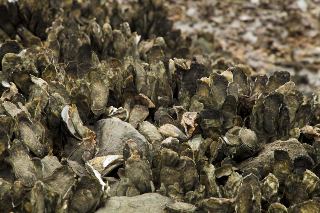 Oyster Shell Recycling